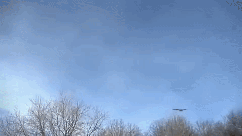 eagle_gif_1.gif