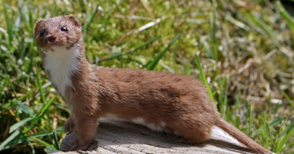 weasel.jpg